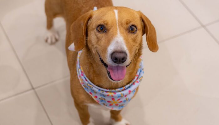 adoção de cães em Blumenau