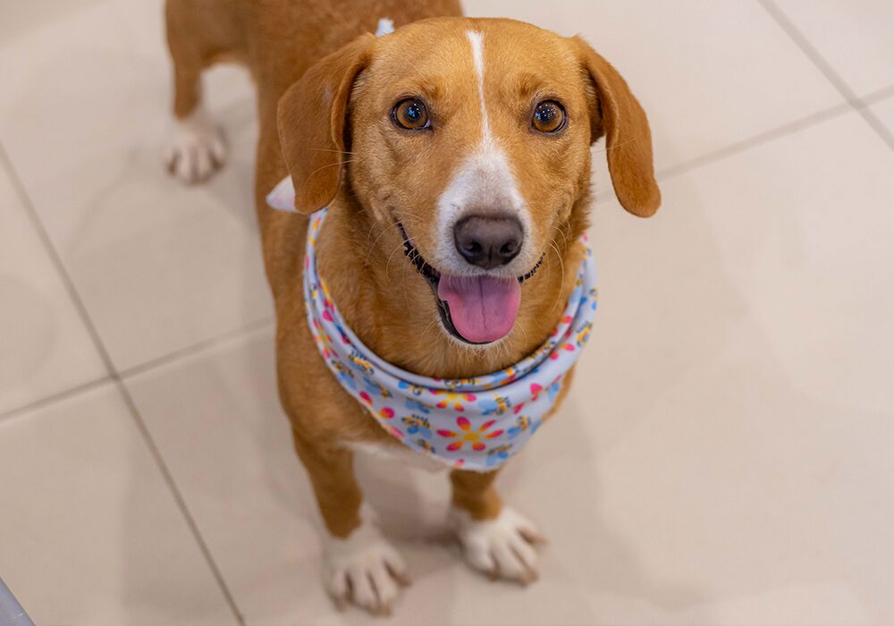 Feira Pet Norte Shopping