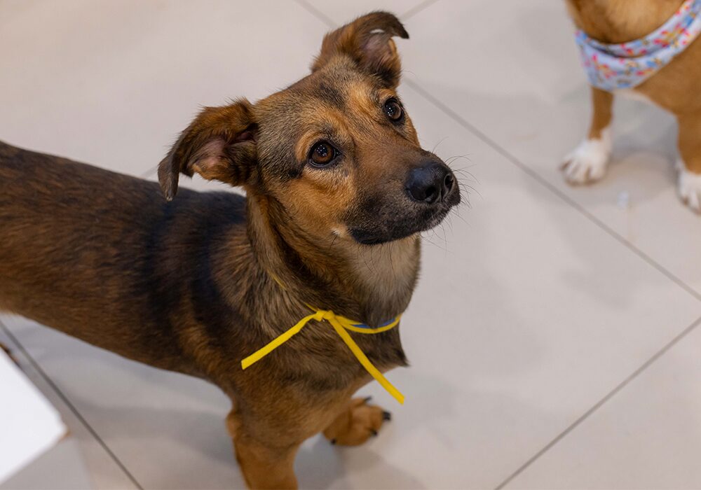 feira de adoção pet norte shopping