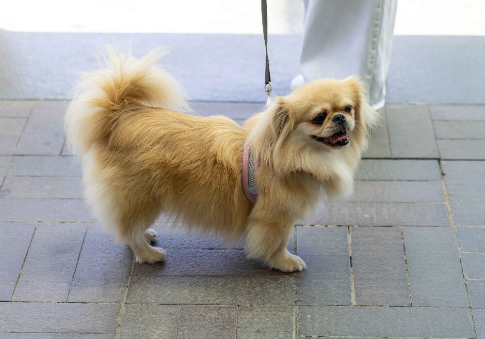 sessão de cinema para pets